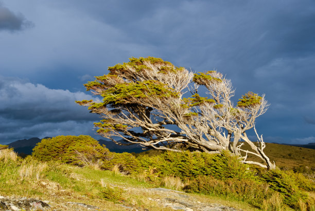 火地岛之树图片下载