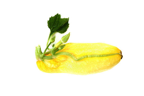 突变黄色的南瓜图片下载