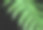 绿色的蕨类植物的背景素材图片