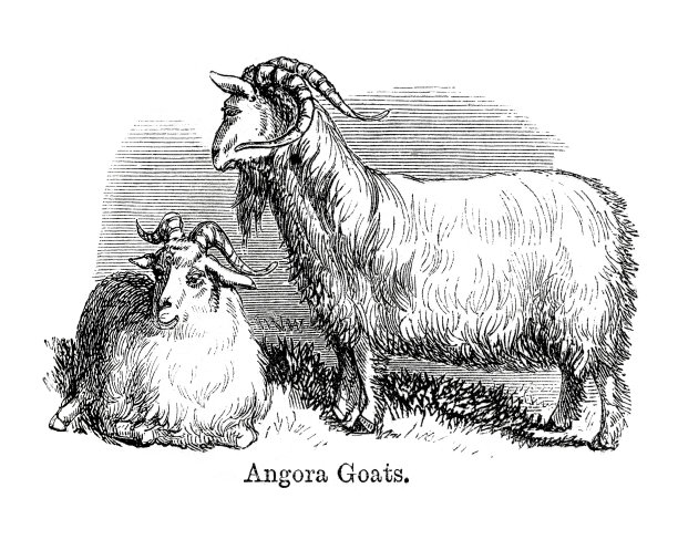 安戈拉山羊图片下载