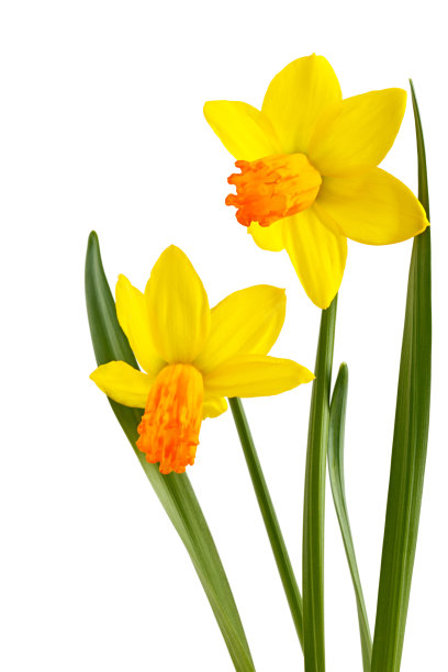 Daffodils。图片下载