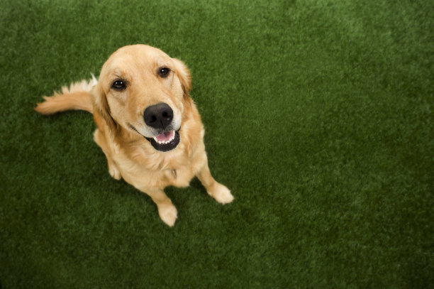 狗-金毛寻回向上素材图片