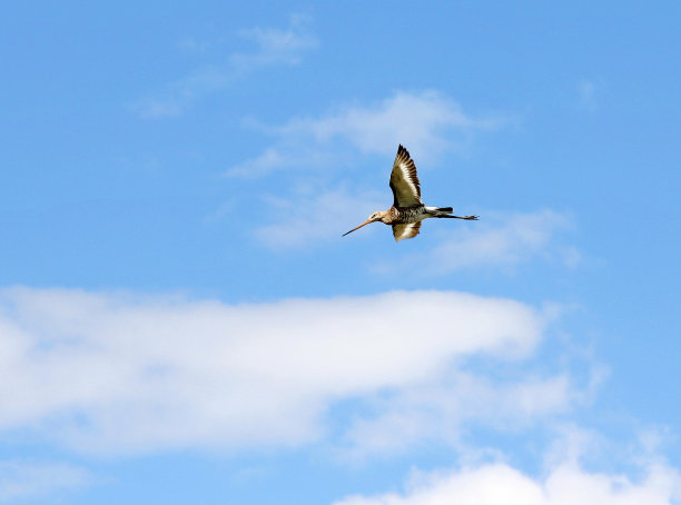 云中的鸟图片下载