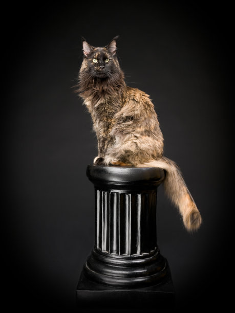 美丽的大型缅因猫图片下载