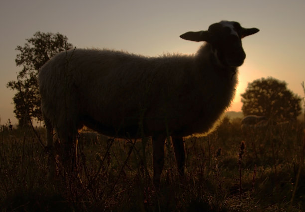 羊站在日出图片下载