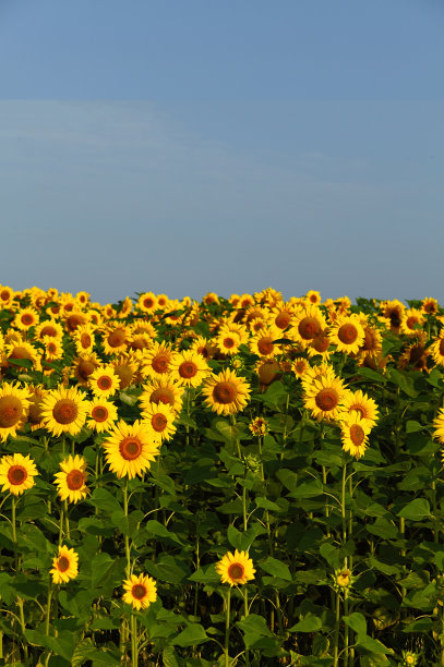 向日葵图片下载