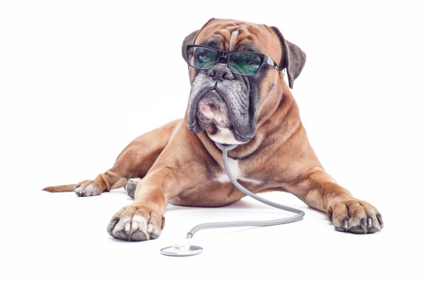 动物兽医图片下载