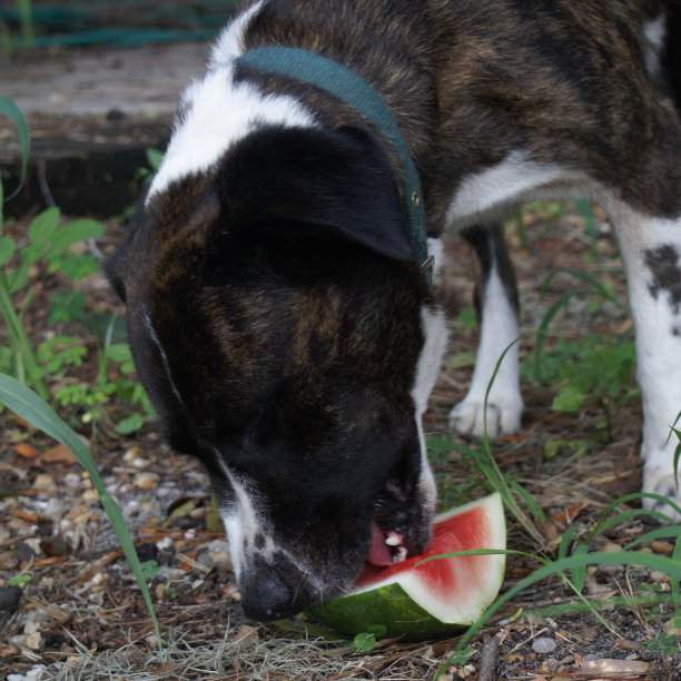 狗喜欢西瓜图片下载