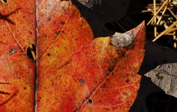 马可·叶图片下载