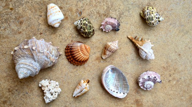 背景,贝壳图片下载