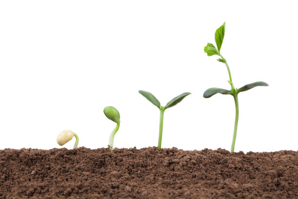 白色背景下土壤分离物的植物生长序列图片下载