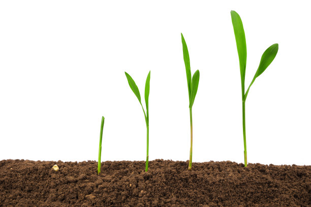 白色背景下土壤分离物的植物生长序列图片下载