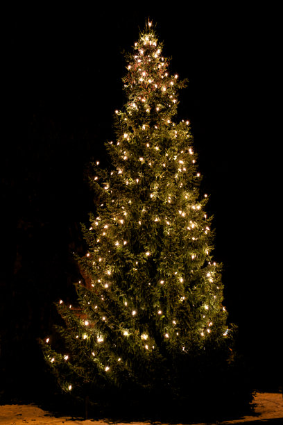 圣诞树图片下载