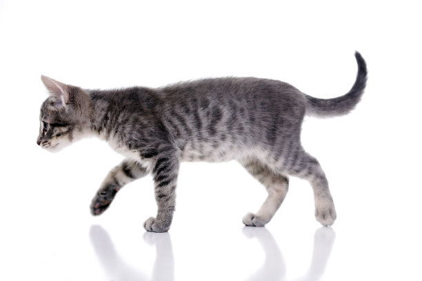 小猫走素材图片