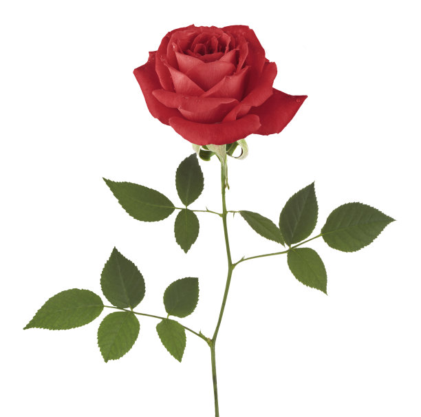 红玫瑰图片下载