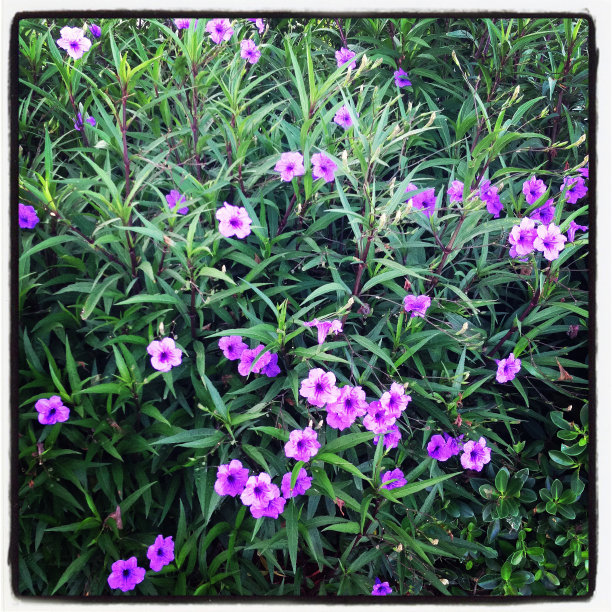 紫色的花图片下载