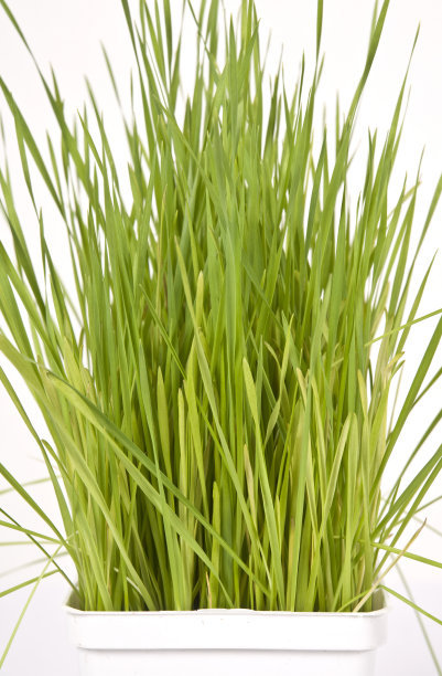 麦草宏观植物对白色背景图片下载