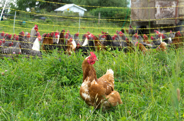 飞出鸡窝的鸡图片下载