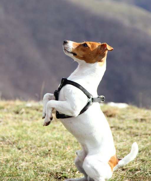 听话的狗图片下载