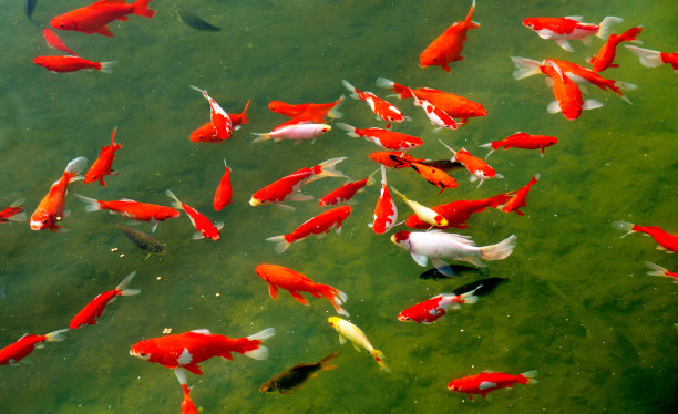水中五颜六色的鲤鱼。素材图片