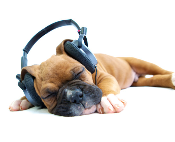 狗狗音乐图片下载