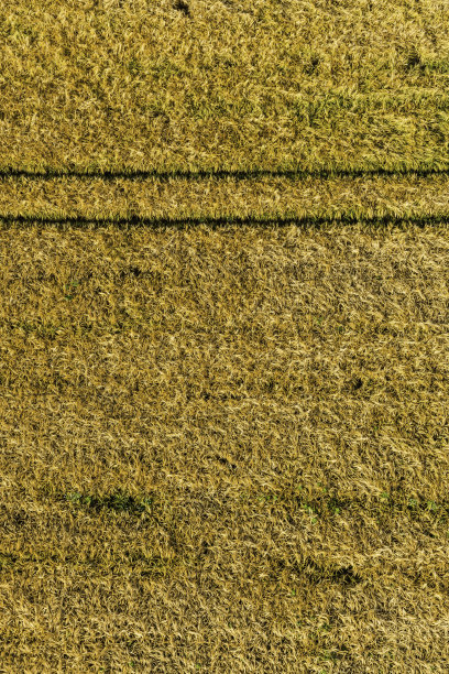 金色麦田在阳光下成熟，农业空中背景图片下载