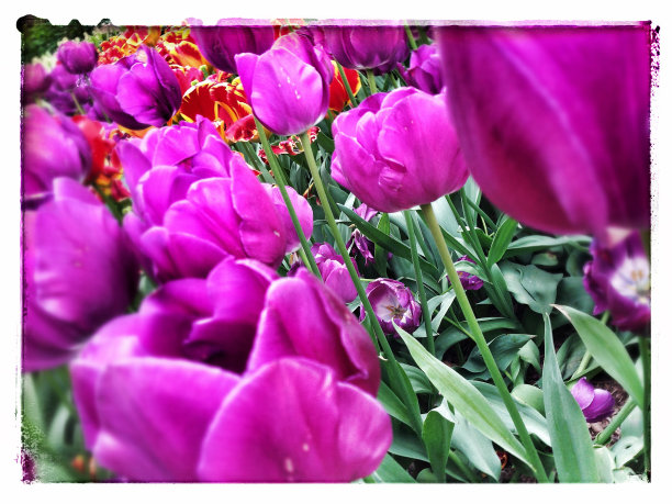 郁金香特写图片下载