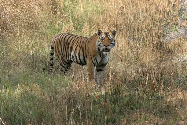 濒危野生孟加拉虎Kanha NP印度复制空间图片下载
