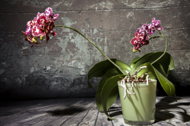 美丽的兰花在老墙的背景。图片下载