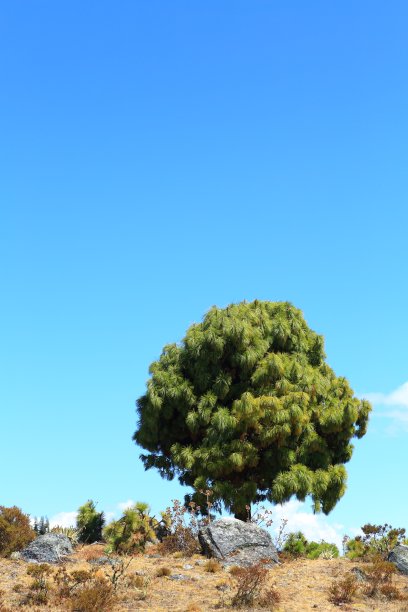 独立的树图片下载