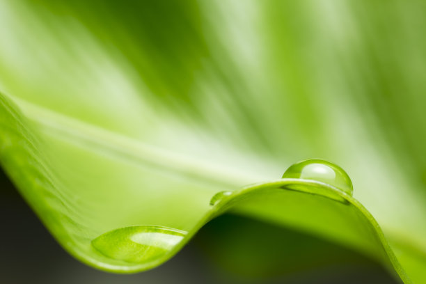 带雨滴的叶子图片下载
