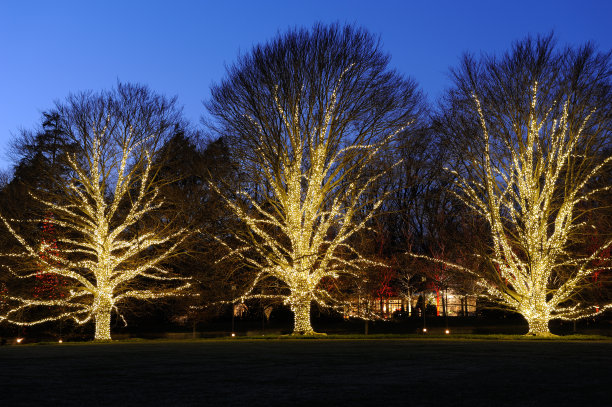 节日树木装饰图片下载