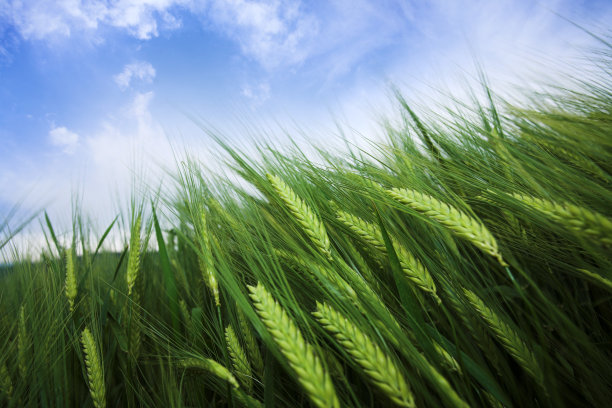 小麦照片素材ID：145205560