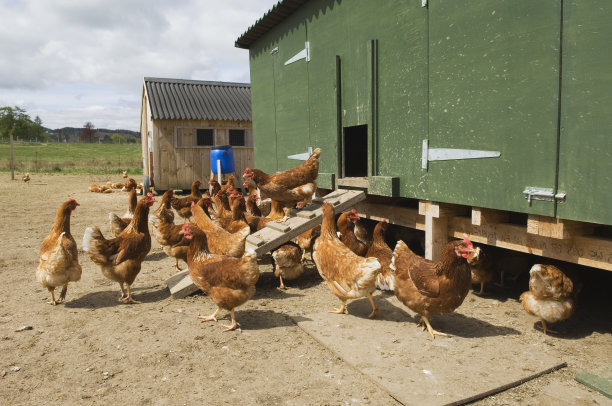 自由放养的鸡图片下载