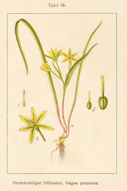 古玩花卉插画:草甸加加(G. pratensis)图片下载