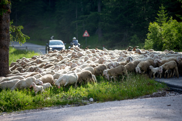绵羊过马路图片下载