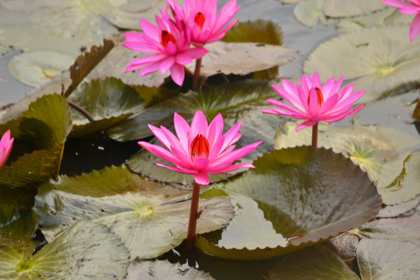 一群红色的莲花图片下载