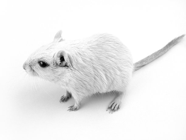 白化病沙鼠!图片下载