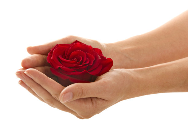 棕榈中的红玫瑰图片下载