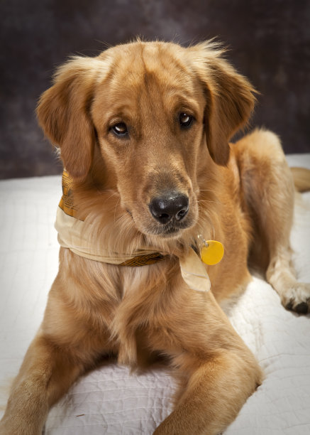 警报黄金图片下载