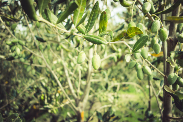 橄榄在树图片下载