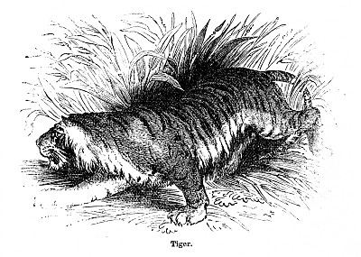 老虎图片下载