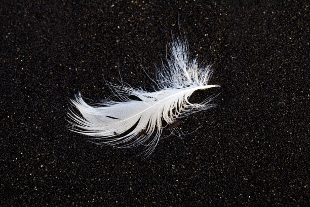 海滩上的羽毛图片下载