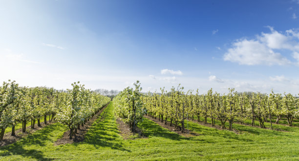 春天的苹果园素材图片