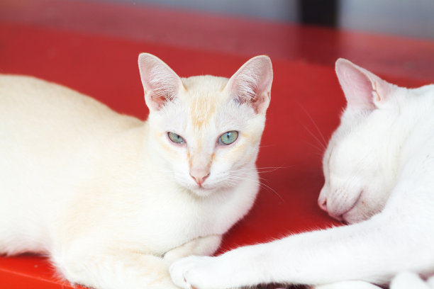 白色的暹罗猫图片下载