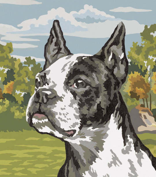 波士顿梗犬图片下载