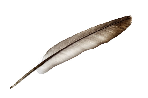 鸽子羽孤立在白色上图片下载