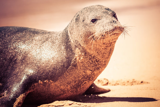 夏威夷僧海豹图片下载