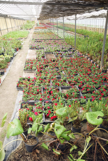 花园中心图片下载