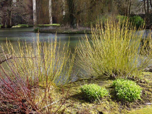 红色和黄色山茱萸的茎在冬季的图像(山茱萸)图片下载